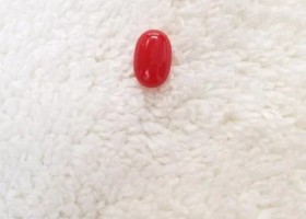 Natural Red Coral Gemstone (Moonga) - 12 Carat ( Rs 1,350 / Carat)