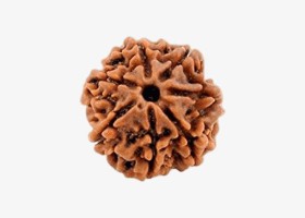 Nepal Origin 7 Mukhi Rudraksha