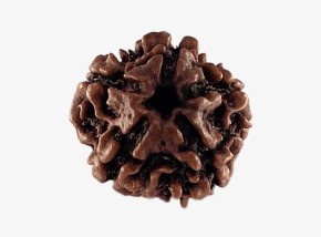 Nepal Origin 5 Mukhi Rudraksh
